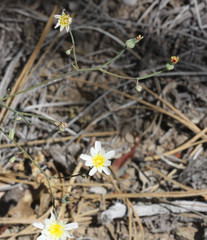 Malacothrix floccifera