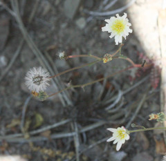 Malacothrix floccifera