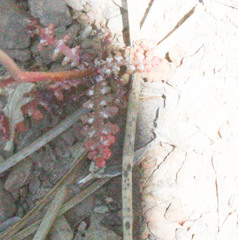 Malacothrix floccifera