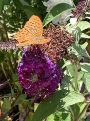 Argynnis paphia