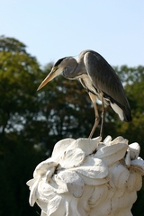 Ardea cinerea