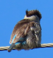 Halcyon chelicuti chelicuti