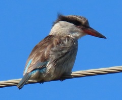 Halcyon chelicuti chelicuti