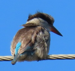 Halcyon chelicuti chelicuti