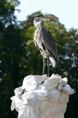 Ardea cinerea