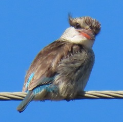 Halcyon chelicuti chelicuti