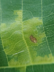 Pseudomicrostroma juglandis