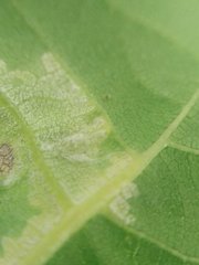 Pseudomicrostroma juglandis