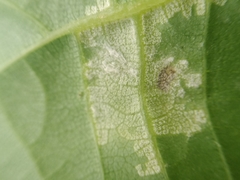 Pseudomicrostroma juglandis