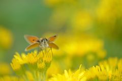 Thymelicus sylvestris