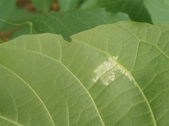 Pseudomicrostroma juglandis