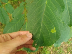 Pseudomicrostroma juglandis