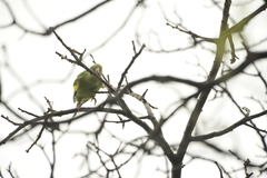 Brotogeris chiriri