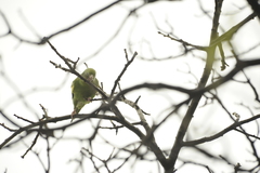 Brotogeris chiriri