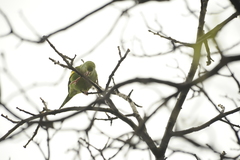 Brotogeris chiriri