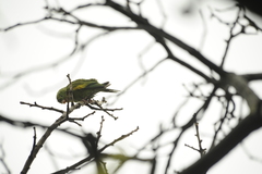 Brotogeris chiriri