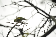 Brotogeris chiriri