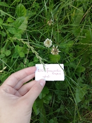 Trifolium repens