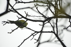 Brotogeris chiriri