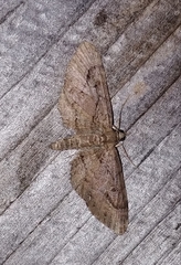 Eupithecia unicolor