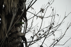 Brotogeris chiriri