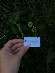 Trifolium repens