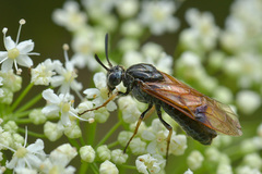 Arge ustulata