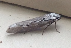 Ethmia discostrigella