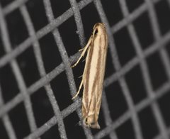 Polyhymno luteostrigella