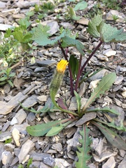 Scorzoneroides montana