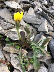 Scorzoneroides montana