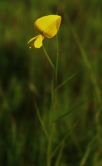 Crotalaria lutescens