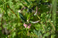Andromeda polifolia glaucophylla