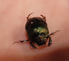Proagoderus aureiceps