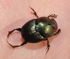 Proagoderus aureiceps