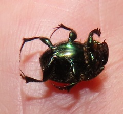 Proagoderus aureiceps