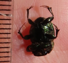 Proagoderus aureiceps