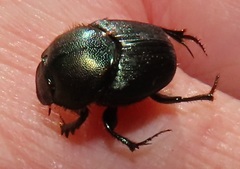 Proagoderus aureiceps