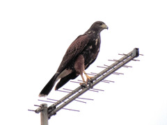 Parabuteo unicinctus