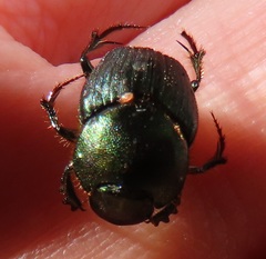 Proagoderus aureiceps