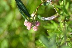 Andromeda polifolia glaucophylla