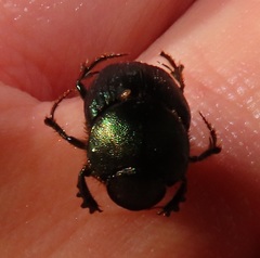 Proagoderus aureiceps
