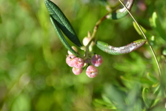 Andromeda polifolia glaucophylla