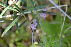 Andromeda polifolia glaucophylla