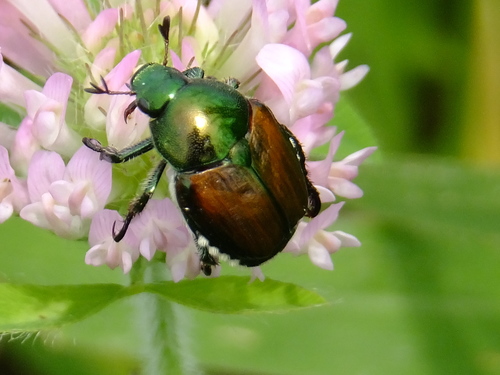 Japanese Beetle, photo 9 of 10