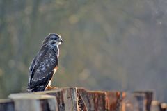 Buteo buteo