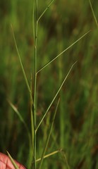 Crotalaria lutescens
