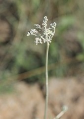 Eriogonum effusum