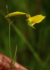Crotalaria lutescens