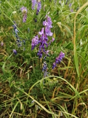 Vicia cracca